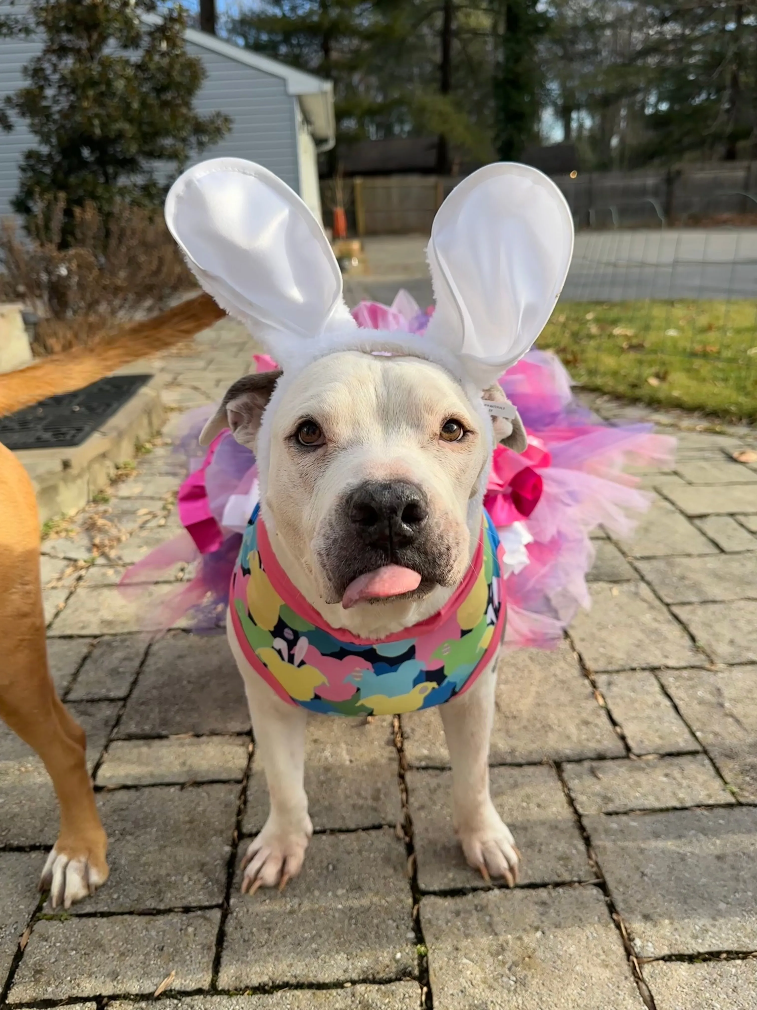 2025 Spring & Easter Dog Tutu Dress (AVAILABLE IN ANY PATTERN FROM THE PREORDER)